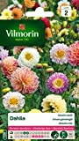 Vilmorin 5258442 Dahlia Multicolore