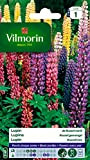 Vilmorin 5345741 Lupin de Russel varie, Multicolore, 90 x 2 x 160 cm
