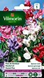 Vilmorin 5601241 Pois de Senteur, Multicolore, 90 x 2 x 160 cm