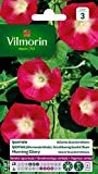 Vilmorin - Ipomée Scarlet O'Hara - semences pour plantations - fleurs grimpantes 5 m annuelles - Variété vigoureuse et floraison ...