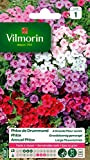 Vilmorin Phlox de Drummond a grande Fleur variee code 1 - Multicolore - 40 cm