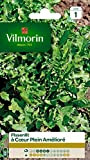 Vilmorin - Pissenlit cœur plein - plante très productive - forme compacte -