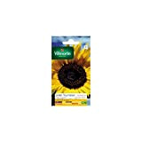 Vilmorin - Sachet graines Soleil tournesol fleur géante