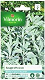 Vilmorin - Sauge officinale - Plante aromatique vivace - en pot ou jardin - Floraison méllifère - vertus médicinales - ...