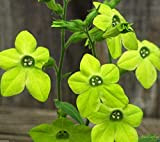Virtue Nicotiana Alata – Lime Green (200 Seeds) Flowering Tobacco – Ornement