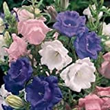 VISA STORE 50+ Cup and Saucer Mix Campanula Cantery Bells/Graines