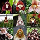 Visage de singe graines d'orchidées 200 pcs variétés multiples plantes Bonsai graines pour pots Maison et jardin fleurs jardinières Belle