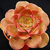 Vistaric 10pcs / Sac Aeonium Davidbramwellii Plante Succulente Une Graine De Rose Gypsophila Acutifolia Feuillage Plante Plante Vivace