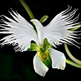 Vistaric 200 Pcs Aigrette Japonaise Fleurs Graines Aigrette Blanche Orchidée Graines Radiata Rare Orchidée Blanche Par Orchid Se