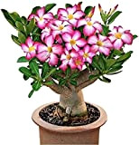 Vmoli Adenium Obesum-Rose du désert,De Fleurs Plante Vivace Jardin Balcon Plante Décoration-B,1BULB