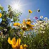 Wildflower Seeds Butterfly and Humming Bird Mix - Premium Seed Mix of 2 Varieties- Large 1 .6Ounce Packet 10,000+ Seeds ...
