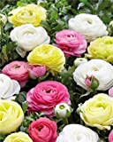 Willemse - Renoncules Pastel (Jaune, Blanc, Rose) - Paquet de 30 Bulbes