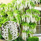 Wisteria Alba Glycine du Japon blanche | Arbuste grimpant à feuilles caduques et fleurs blanches
