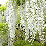 Wisteria Floribunda 'Shiro-Noda' - Glycine Japonaise 'Shiro-noda' 50-60 cm en conteneur