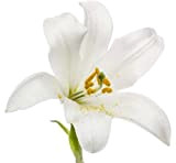 XHLKD-Y 3Pcs Bulbes De Lys Pur Blanc Bouquets Ornent Belle Jardin Paysage Parfumé Fleurs Attirent Les Papillons Abeilles Pour La ...
