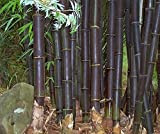 Xuanqin Bambusa lako - Bambou Noir de Timor - 50 graines