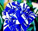 Xuanqin Graine de Rose Rosier Bleu Rayure Blanche Bleu Dragon Lot de 50 graines
