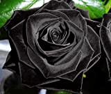 Xuanqin Rose Noire - 20 graines