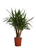 Yucca Elephantipes | plante d'intérieur| hauteur 90 cm | Pot 27 cm | Entretien facile