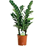Zamioculca Zamiifolia 13 cm - 1 plante - Maison / bureau Plante d’intérieur en pot