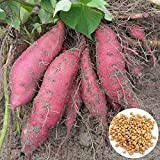 ZHOUBAA Lot de 200 graines de patate douce sans OGM pour le jardin