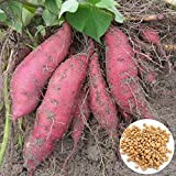 ZHOUBAA Lot de 30 graines de patates douces nutritives pour jardin, ferme, cour et légumes