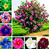 ZHOUBAA Lot de 300 graines d'hibiscus pour planter, superbe forme géante, mélange de couleurs, graines de fleurs rustiques pour balcon ...
