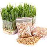 ZHOUBAA Lot de 300 graines pour le jardinage, pour chats, herbe, chatons, plantes de jardin, antioxydantes, aliments sains