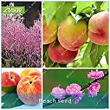 ZLKING de graines Peach Fruit Bonsai Plante naine arbres fruitiers Graines plantes exotiques Plantes vivaces populaire jardin