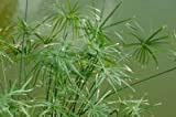 zumari 20 graines de plantes de papyrus égyptien