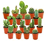 ZynesFlora Cactus Naturelles en pot de fleurs Ø 5.5 cm - Lot de 18 - Hauteur: 5-10 cm - Mélange ...
