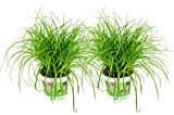 ZynesFlora Cyperus Zumula Lot de 2 véritable herbe à chat - Ø 12 cm - Hauteur : 25-30 cm - ...