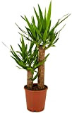 ZynesFlora Yucca Palmier en pot de 19 cm - Hauteur : 80-90 cm - Plante d'intérieur la plus populaire Yucca ...